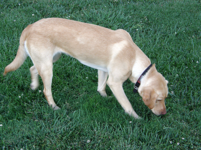sniffing-the-grass
